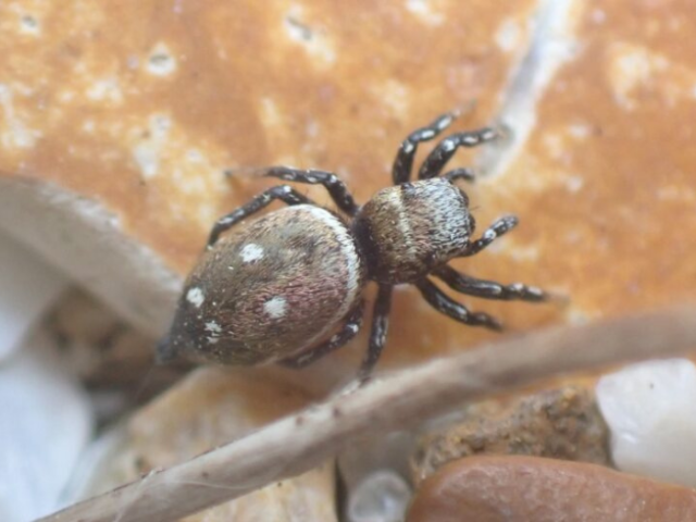 Heliophanus Kochii spider 