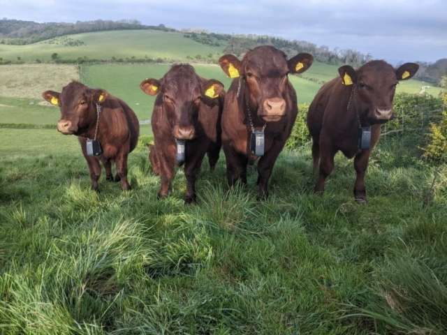 Cows grazing land at Waterhall wearing new GPS collars