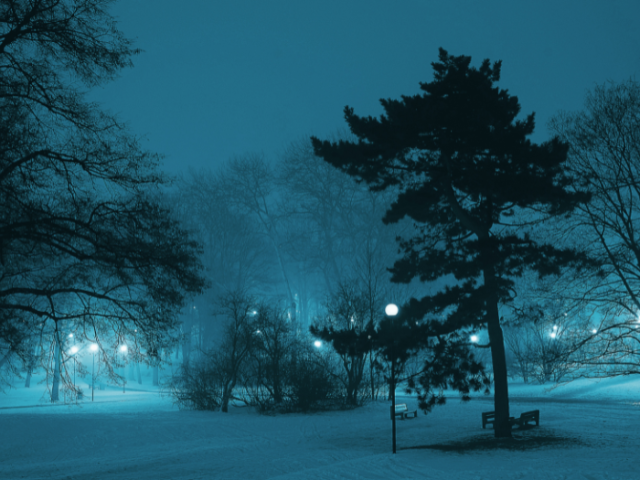 Trees in a park setting against a blue night sky with street lights in the background