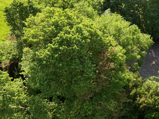 A photograph of some trees