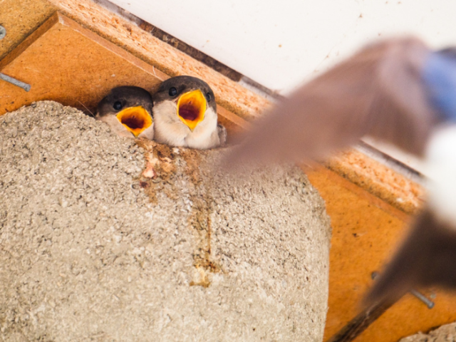 House martin chicks by photographer Ian Pack