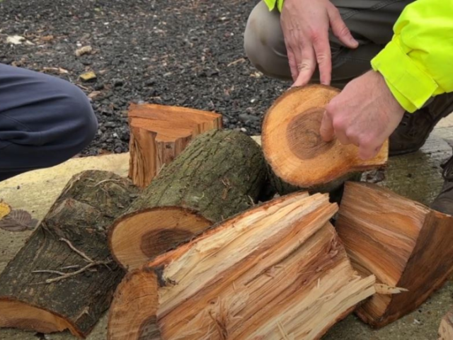 A picture of some chopped up elm logs