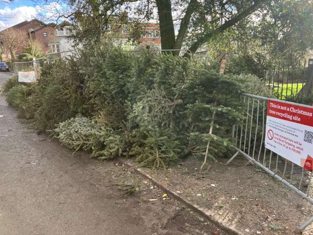 Christmas trees left in a pile at Queen's Park rather than an official collection point, with a sign telling people not to leave their tree there