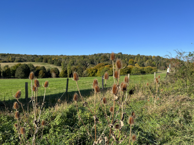 A view looking over some brown seed-heads of pans across a wire fence with old wooden pposts to a green field gently sloping away from the viewer. Beyond the field is a tree line and then a tree-lined hill in the background beneath a bright blue clear sky.