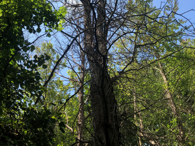 A photograph of an elm tree