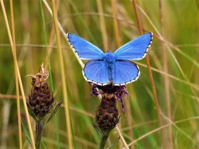 Adonis Blue butterfly on a plant in the grass.