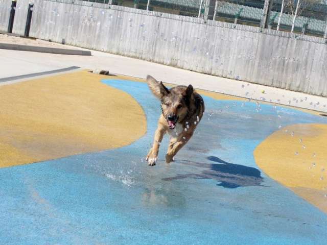 Dog splashing in a water feature