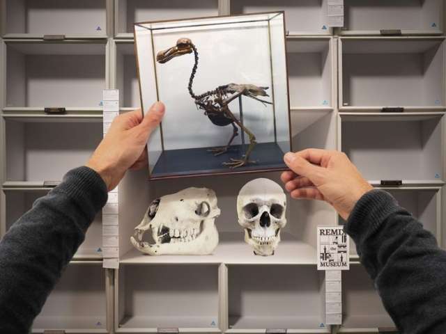 Picture of skeletons of extinct animals and birds (photo courtesy: Dave Packer)