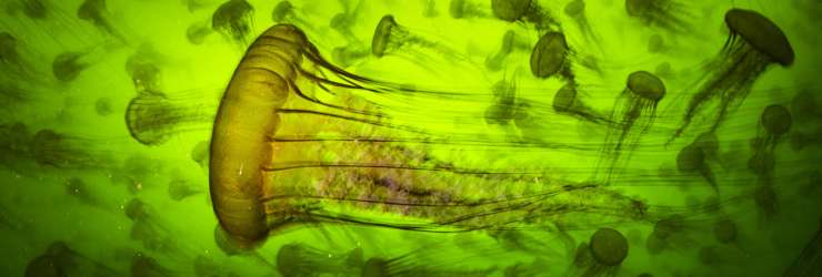 A photograph of several jellyfish called Jelly Smack Summer by photographer Ralph Pace